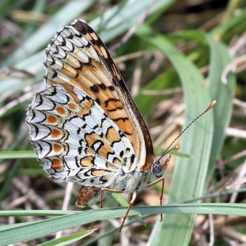 Melitaea phoebe